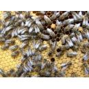 Прикамская популяция среднерусских медоносных пчел